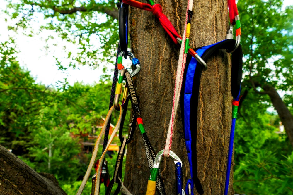 Tree surgeon's climbing harness and ropes on a tree trunk