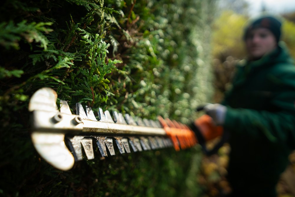Gardener trimming a tall hedge
