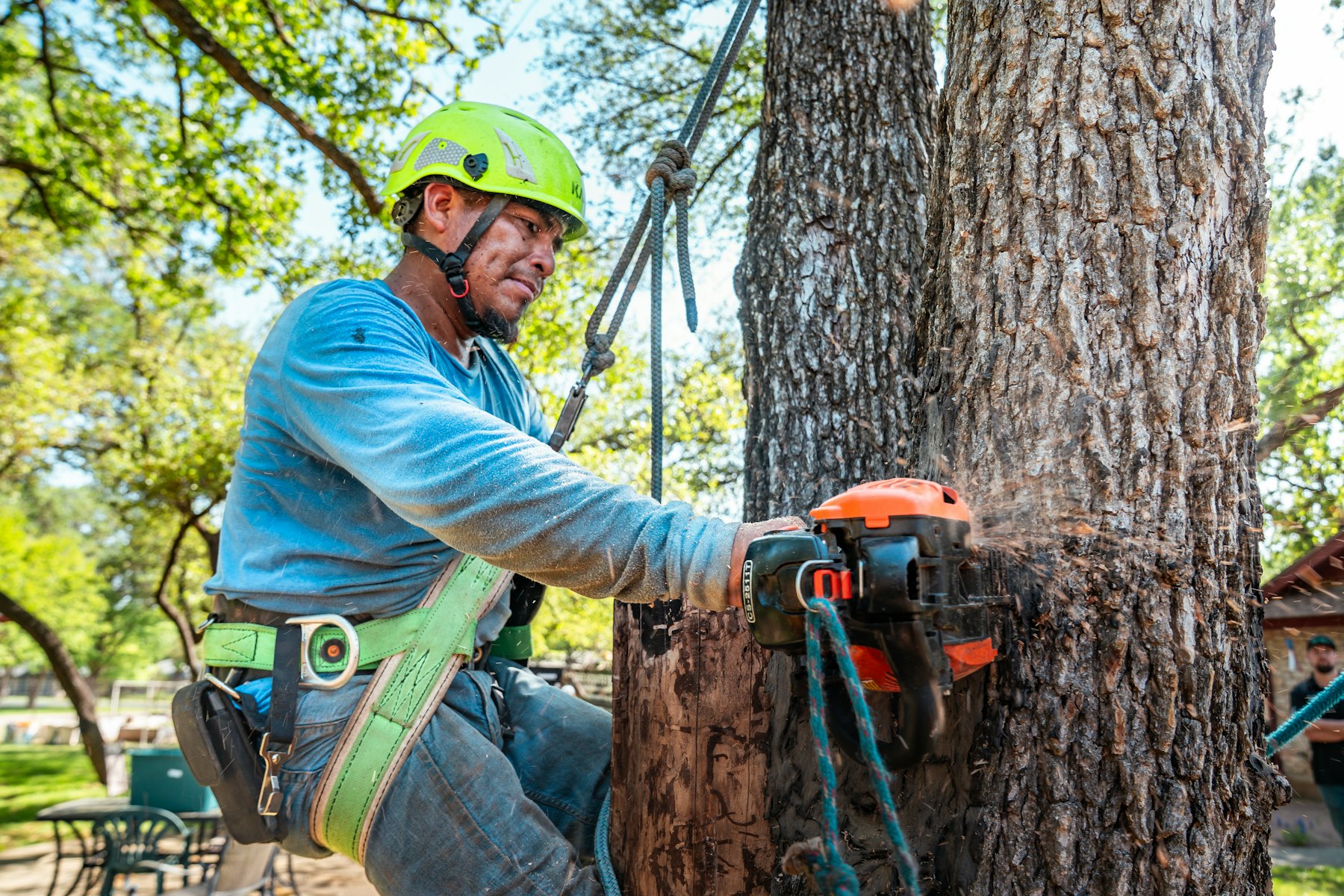 Tree surgeon in a helmet and harness cutting a tree with a chainsaw