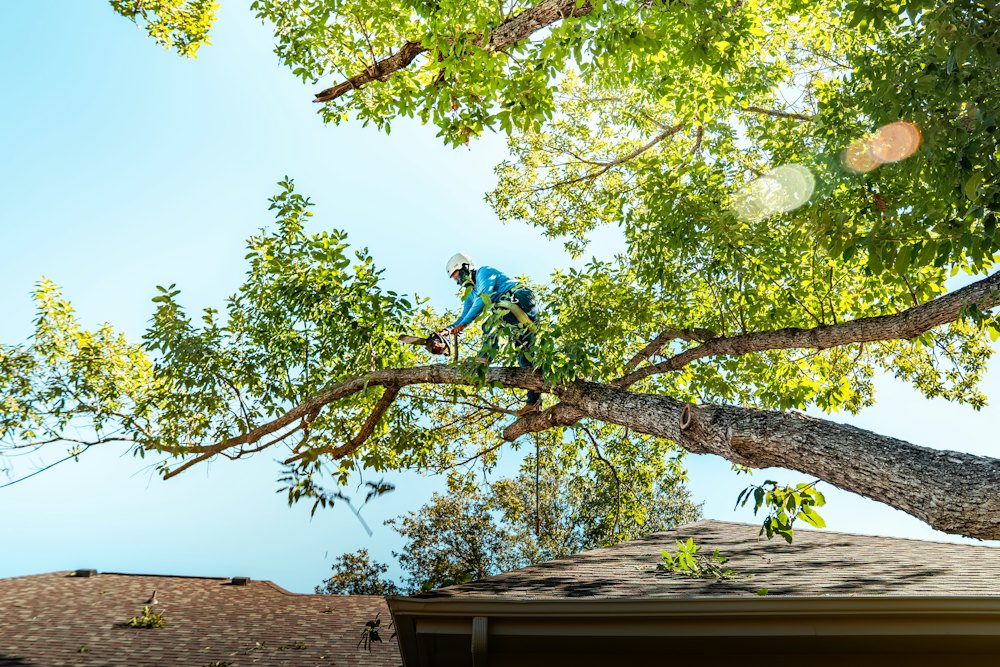 Arborist up a tree cutting a branch